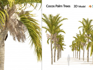 Cocos Palm Trees Modelo 3D