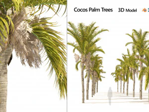 Cocos Palm Trees 3D Model