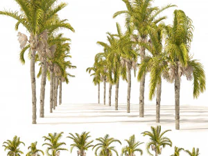 Cocos Palm Trees 3D Model