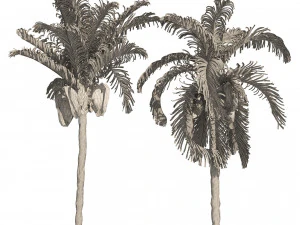 Cocos Palm Trees 3D Model