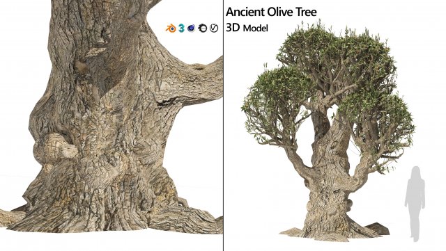 Ancient Olive Tree Model 3D .c4d .max .obj .3ds .fbx .stl .blend 