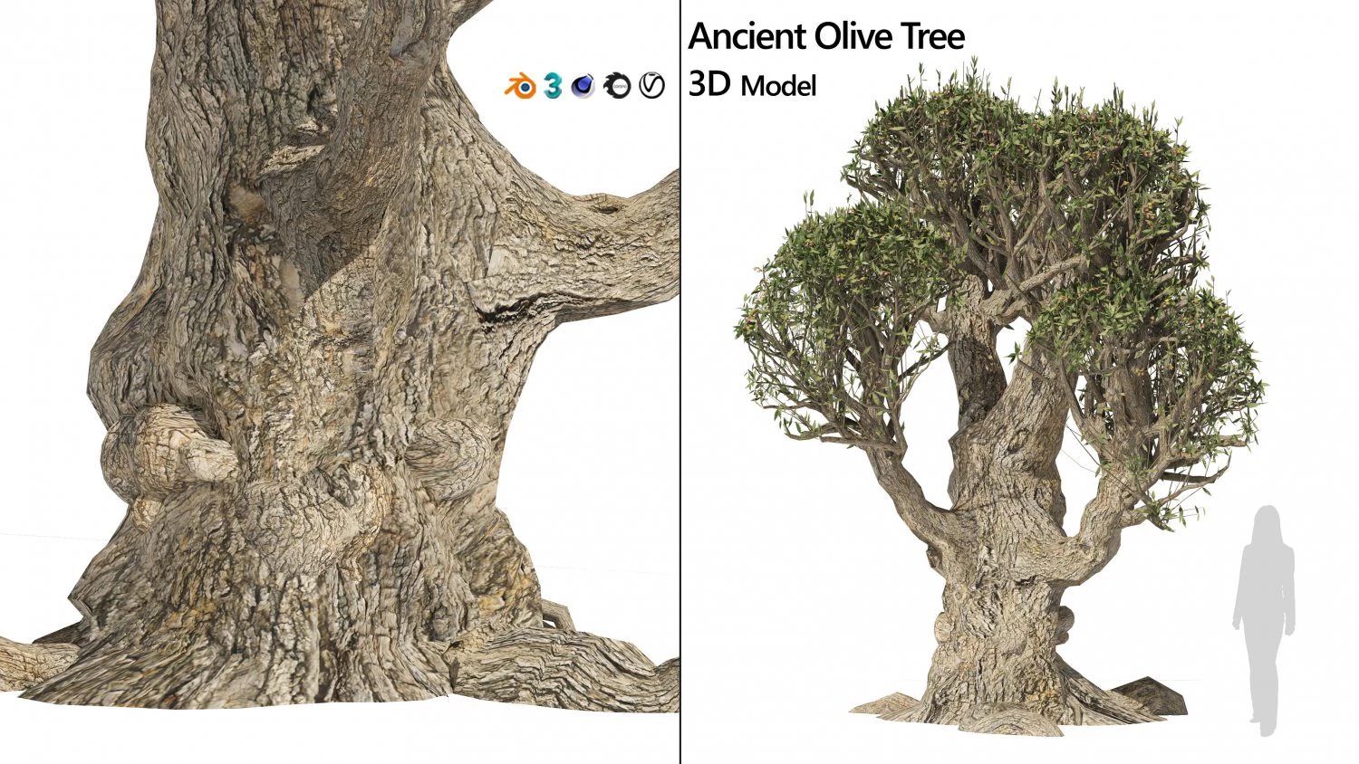 Ancient Olive Tree 3D Model .c4d .max .obj .3ds .fbx .stl .blend 