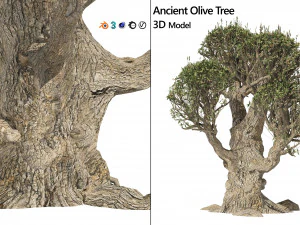 Antik Zeytin Ağacı 3D Model