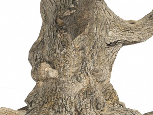 Ancient Olive Tree Model 3D