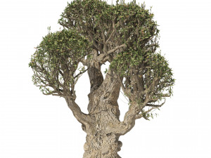 Ancient Olive Tree Model 3D