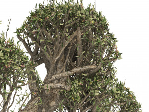 Ancient Olive Tree Model 3D