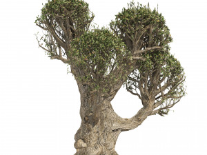 Ancient Olive Tree Model 3D