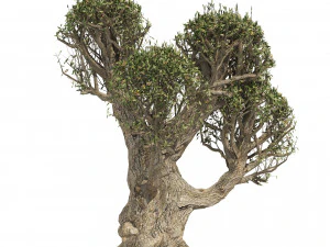 Ancient Olive Tree 3D Model