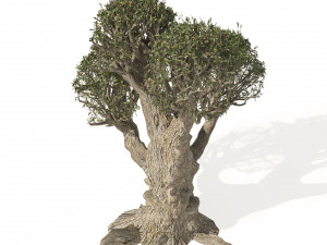 Ancient Olive Tree Model 3D