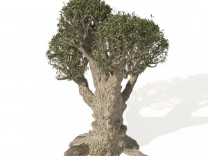 Ancient Olive Tree 3D Model