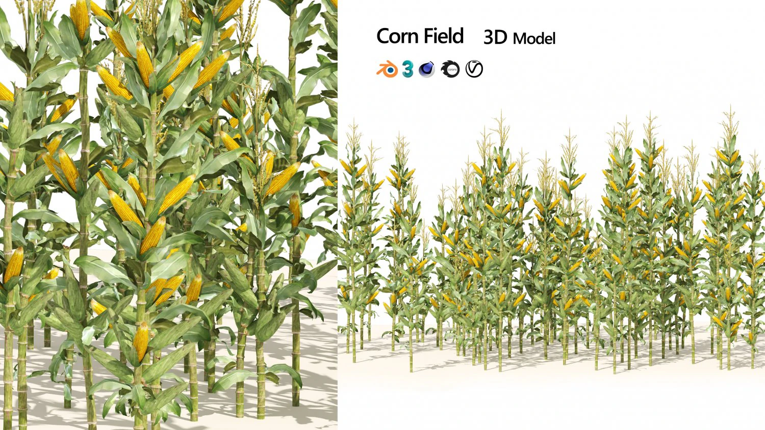 Corn cluster 3D Model .c4d .max .obj .3ds .fbx .stl .blend 
