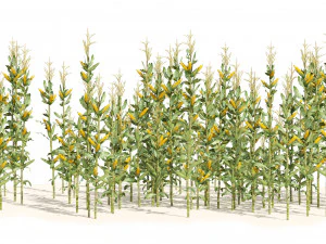 Corn cluster 3D Model