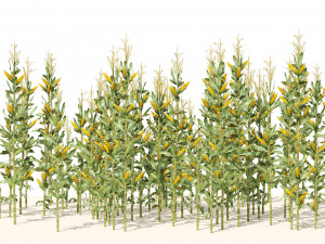 Corn cluster Modelo 3D