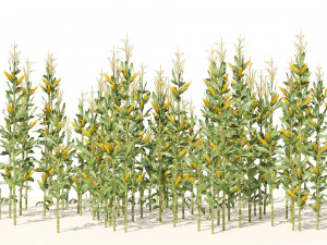 Corn cluster 3D Model