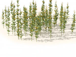 Corn cluster 3D Model