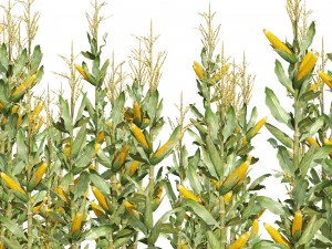 Corn cluster 3D Model