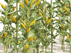 Corn cluster 3D Model