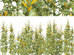 Corn cluster 3D Model