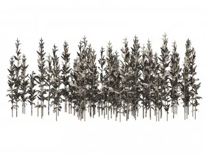 Corn cluster 3D Model