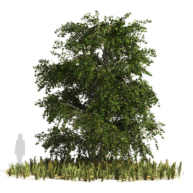 Japanese katsura tree with ground plants cover Model 3D .c4d .max .obj .3ds .fbx .stl .blend 
