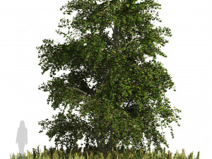 Japanese katsura tree with ground plants cover 3D Model