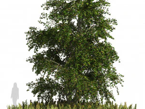 Pohon katsura Jepang dengan penutup tanaman tanah Model 3D