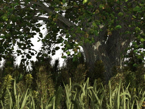 Japanese katsura tree with ground plants cover 3D Model