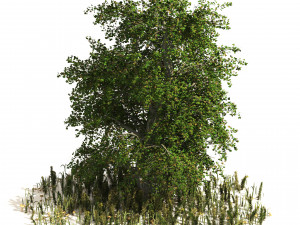 Japanese katsura tree with ground plants cover Model 3D