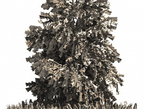 Japanese katsura tree with ground plants cover Model 3D