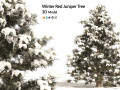 Winter Juniperus virginiana with snow 3D मॉडल
