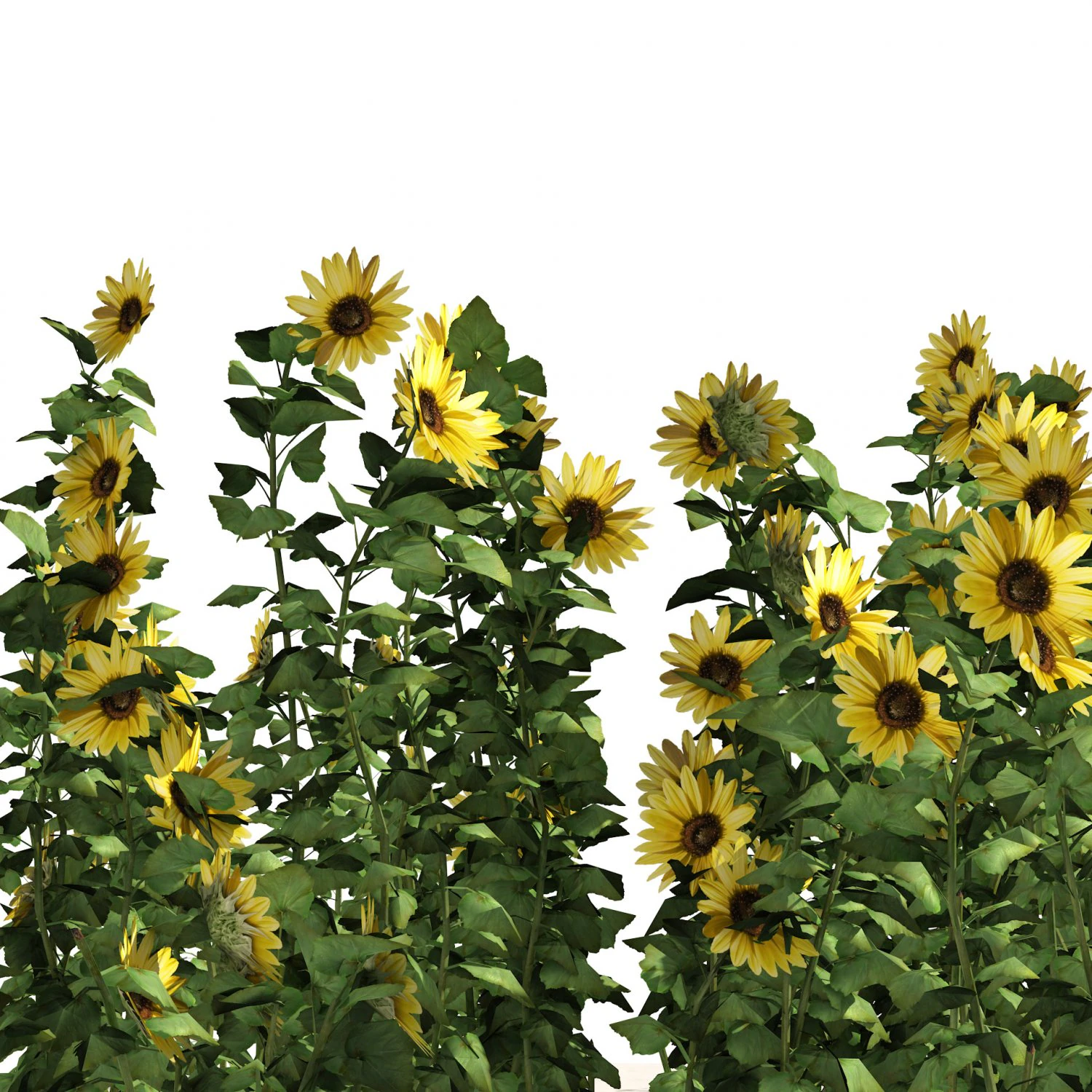 Sunflower Field 3D Model .c4d .max .obj .3ds .fbx .stl .blend 
