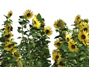 Sunflower Field 3D Model
