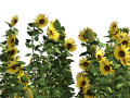 Sunflower Field 3D 모델