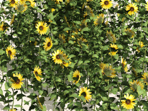 Sunflower Field 3D Model
