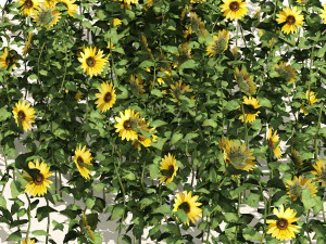 Sunflower Field 3D Model