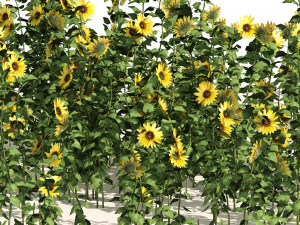 Sunflower Field 3D Model