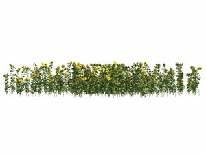 Sunflower Field 3D Model