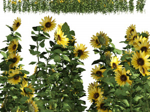 Sunflower Field 3D Model