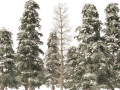 Winter green spruce forest Modello 3D