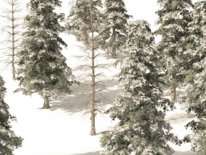 Winter green spruce forest 3D Model