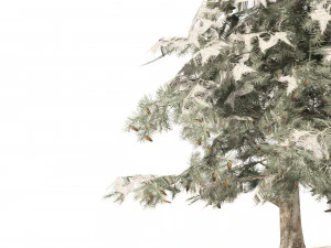 Winter green spruce forest 3D Model