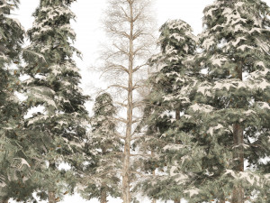 Winter green spruce forest 3D Model