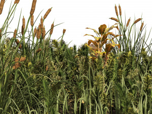 Garden plants set Modelo 3D