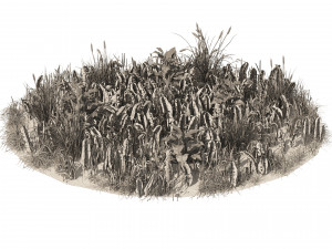 Garden plants set Modelo 3D