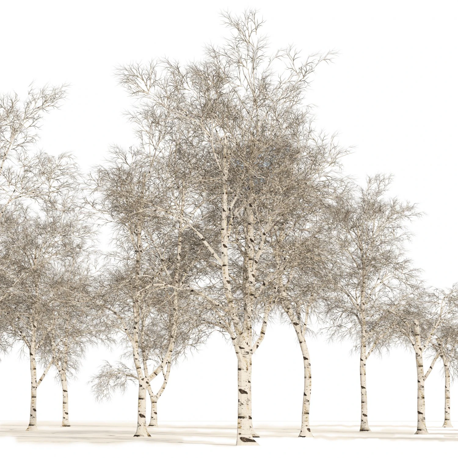 Winter paper birch tree forest 3D Model .c4d .max .obj .3ds .fbx .stl .blend 