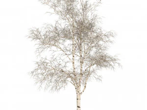 Winter paper birch tree forest 3D Model