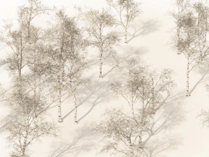 Winter paper birch tree forest 3D Model