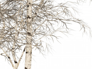 Winter paper birch tree forest Modelo 3D