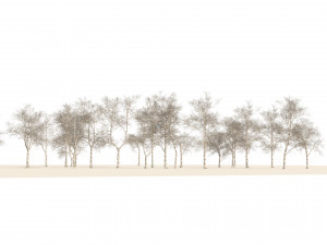 Winter paper birch tree forest Modelo 3D