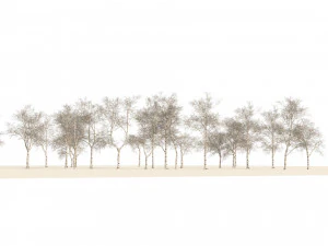 Winter paper birch tree forest 3D Model